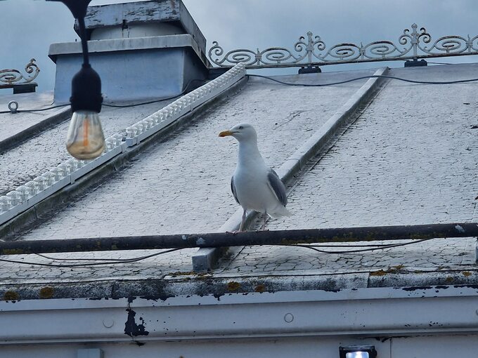 Mewa na Brighton Palace Pier