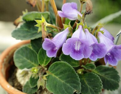 Miniatura: Gloksynia – kuzynka fiołków to kwiat,...