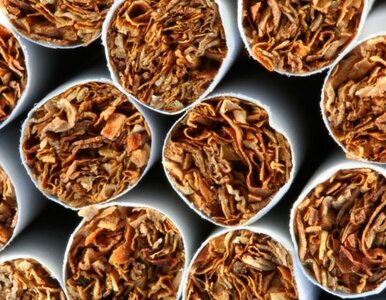 Miniatura: Tonami produkowali nielegalny tytoń -...