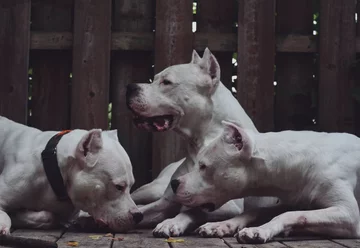 Dogo Argentino 