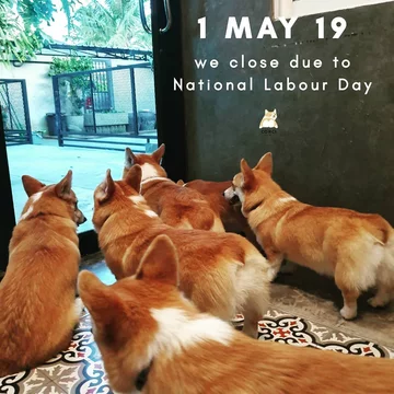 Psia kawiarnia w Bangkoku 