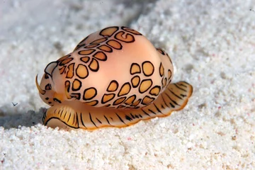 Cyphoma gibbosum (fot. epicdash.com)