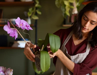 Miniatura: Wylewasz ją do zlewu? Ten kuchenny odpad...