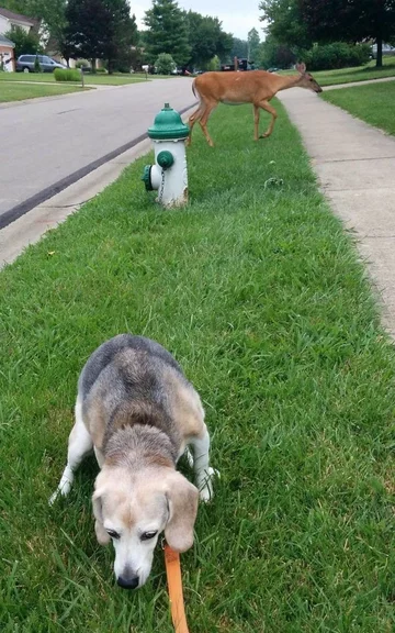 Pies myśliwski. Zawsze w pogotowiu 