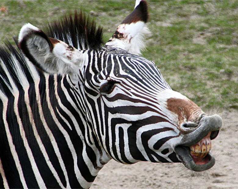 Miniatura: Zebra, papuga i pijany kierowca wybrali...
