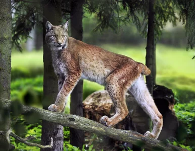 Miniatura: W Puszczy Białowieskiej zabraknie rysia?...