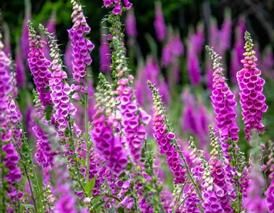 Miniatura: Trafiłeś na tę roślinę? Miej się na...