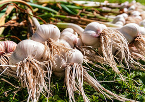 Miniatura: W marcu czosnek potrzebuje tego składnika....