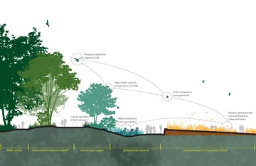 Ogród przyjazny ptakom i owadom zapylającym, projekt Didier Design Studio 