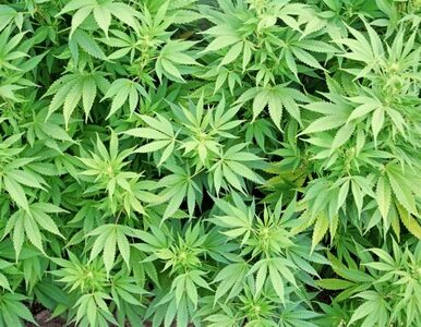 Miniatura: Plantacja marihuany koło Wadowic