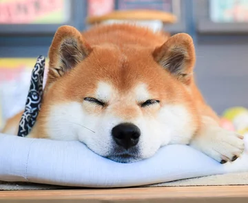 Hachi 