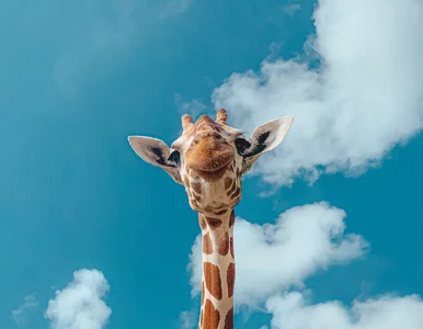 Miniatura: Quiz ortograficzny z nazwami zwierząt....