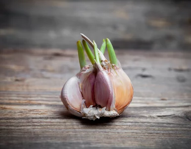 Miniatura: Zanurz w tym czosnek przed sadzeniem....