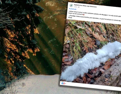 Miniatura: Leśnicy sfotografowali tajemnicze...