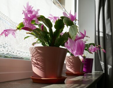 Miniatura: Grudnik stoi w miejscu? Wlej do doniczki...