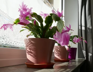 Miniatura: Grudnik stoi w miejscu? Wlej do doniczki...