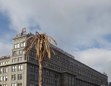 Miniatura: Uschnięta palma na rondzie de Gaulle'a w...