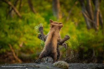 Finaliści konkursu Comedy Wildlife Photo Awards 2021 