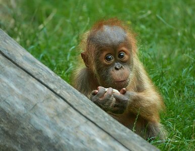 Miniatura: Niecodzienne narodziny w zoo. „Pierwszy w...