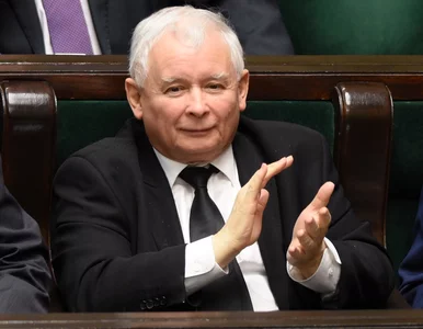 Miniatura: Koty Kaczyńskiego znowu w centrum uwagi....