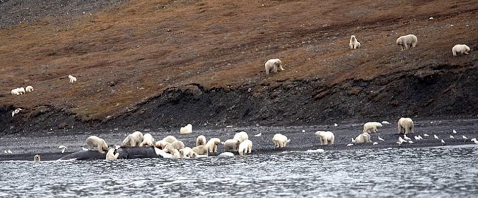 Niedźwiedzie polarne na Czukotce 