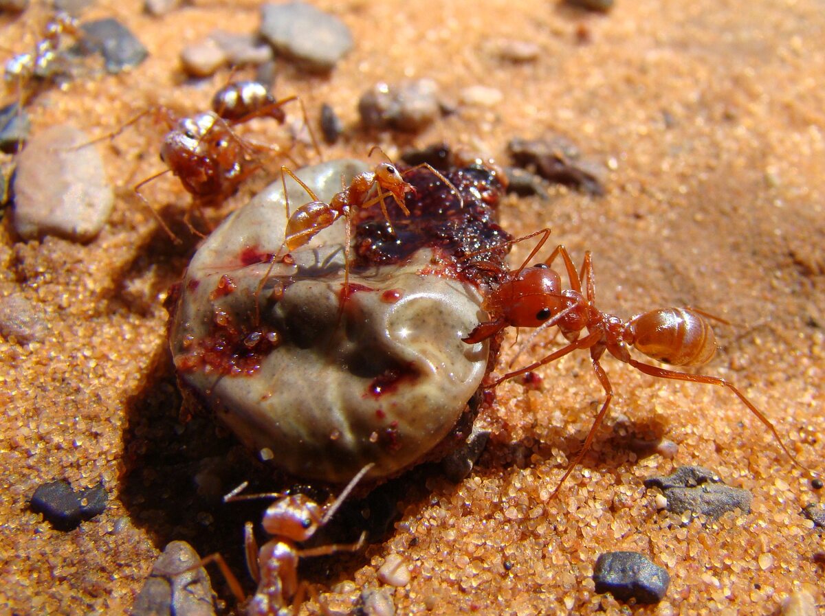 Saharyjskie mrówki srebrne 