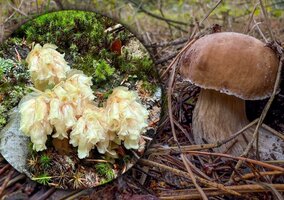 Miniatura: „Leśna śmierć” zwiastunem grzybowego eldorado