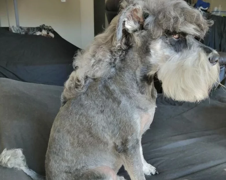 Miniatura: Psy ostrzyżono na „czeskiego piłkarza"....