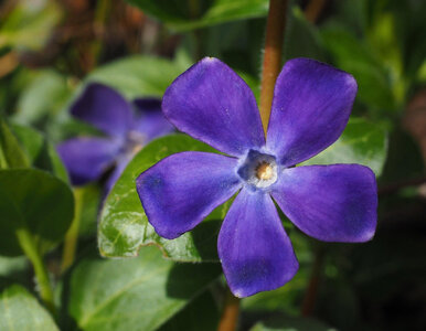 Miniatura: Zamiast trawy posiej to – ogród bez...