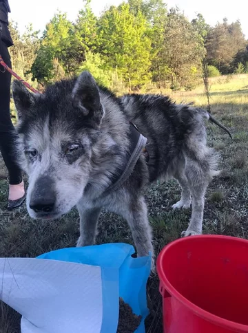 Husky Bono 