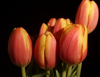 Miniatura: Rosja zapowiada embargo na kwiaty z Holandii