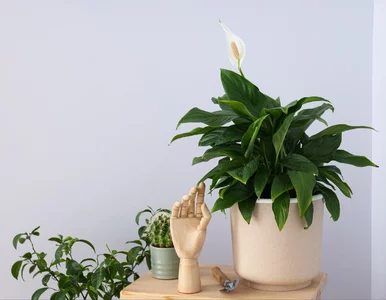 Miniatura: Jedna czubata łyżka i koniec zimowej...