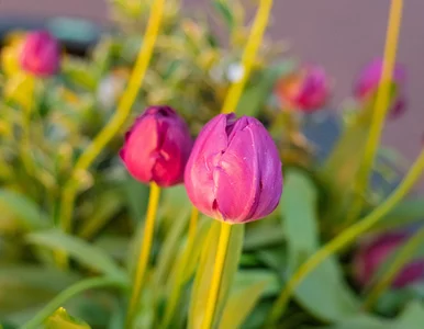 Miniatura: Obcięłam tulipany „po całości”. Następnej...