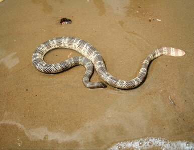 Miniatura: Węże postrachem na plażach. Są jadowite i...