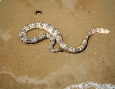 Miniatura: Węże postrachem na plażach. Są jadowite i...