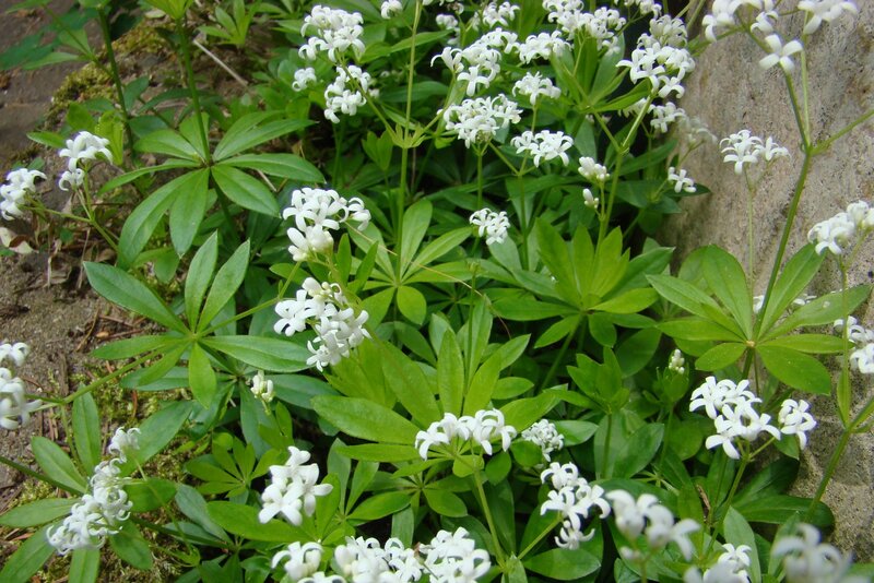 Przytulia wonna, marzanka wonna, Galium odoratum