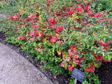 Ogród Botaniczny Uniwersytetu Warszawskiego w Warszawie 