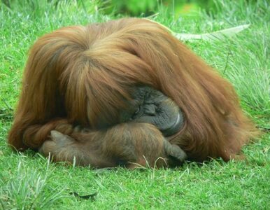 Miniatura: Indonezja: samica orangutana próbuje......