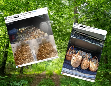 Miniatura: Grzybiarze chwalą się zbiorami. Pełen...