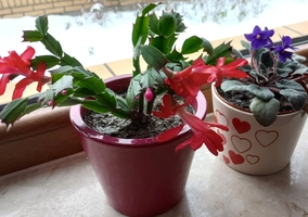 Miniatura: Tę rewelacyjną odżywkę do&nbsp;grudnika...