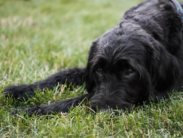 Miniatura: Tak Polacy opłakują zwierzęta. Monetyzacja...