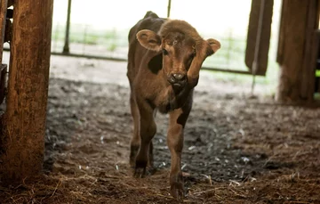 Elsie, cielę z nogą na głowie 