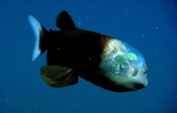 Barreleye (fot. epicdash.com)