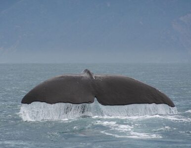 Miniatura: Koniec połowów wielorybów na Antarktydzie