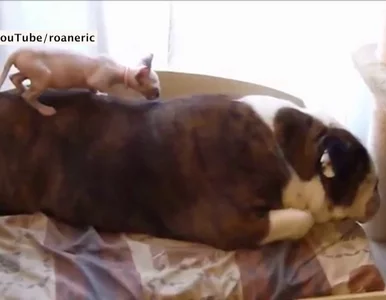 Miniatura: Buldog odrzuca kocie zaloty. Zabawny film