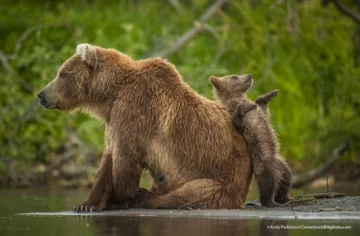 Finaliści konkursu Comedy Wildlife Photo Awards 2021 