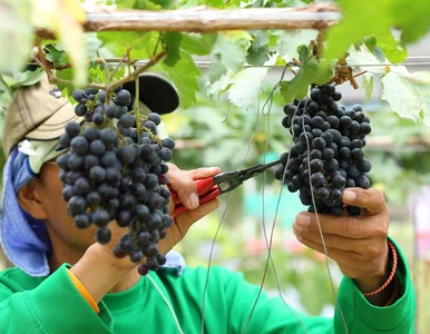 Miniatura: Sezon na pracę