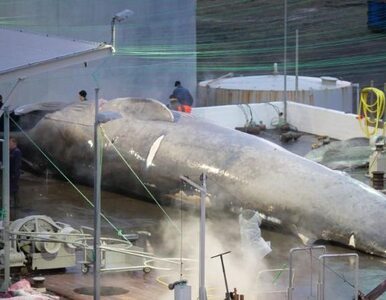 Miniatura: Islandzki milioner zabił płetwala...