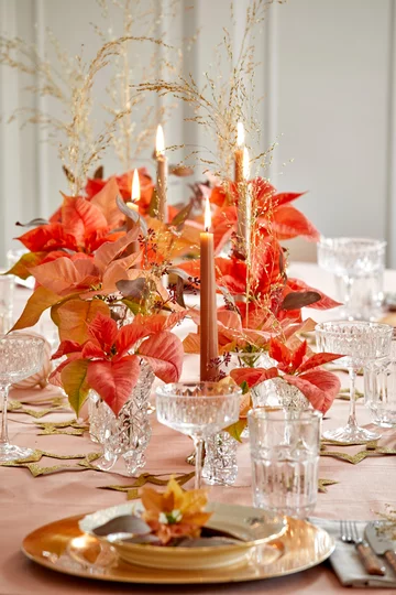 Poinsecja znana także jako gwiazda betlejemska 