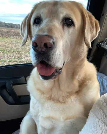Labrador adoptował kota 